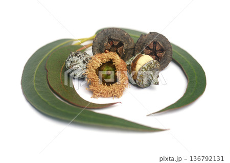 Eucalyptus pods and leaves on white background Eucalyptus pods and leaves on white background 136792131
