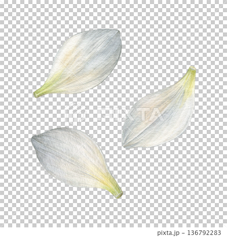 Watercolor illustration of white narcissus petals with soft shading and subtle green bases. Ideal for patterns, prints, packaging, wedding stationery and floral design Watercolor illustration of white narcissus petals with soft shading and subtle green bases. Ideal for patterns, prints, packaging, wedding stationery and floral design 136792283
