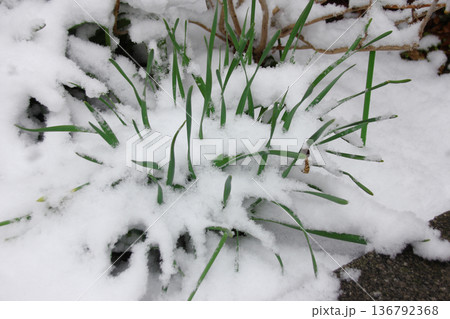 雪に埋もれたグリーンの葉っぱはやがてくる春の兆し 136792368