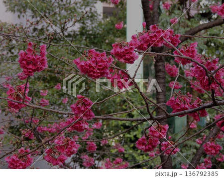 【東京・墨田区】紅梅が咲く安田庭園 【東京・墨田区】紅梅が咲く安田庭園 136792385
