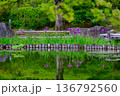 池に映る菖蒲 136792560