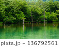 新緑に包まれた池 136792561