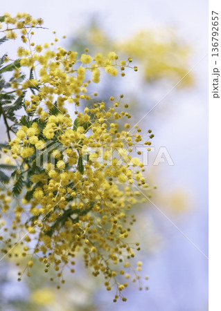 青空に映えるミモザの花 ふんわり 春のイメージ 136792657