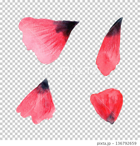 Red poppy petals set isolated on white, hand-painted watercolor elements with soft gradients, natural texture, ideal for floral compositions, wedding stationery, packaging, prints and design projects 136792659