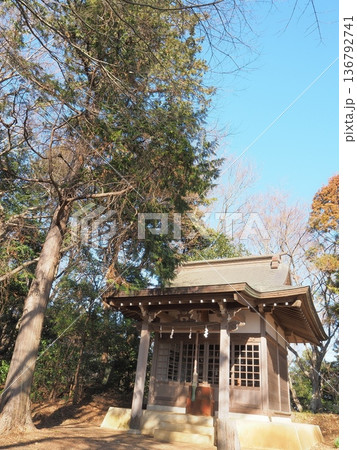 神奈川県 吾妻山公園 浅間神社 1月 神奈川県 吾妻山公園 浅間神社 1月 136792741