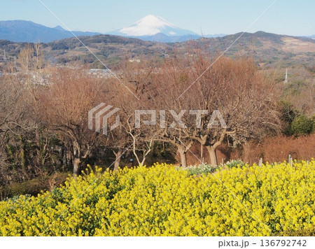 神奈川県 春の訪れを告げる菜の花と冠雪の富士山 1月 神奈川県 春の訪れを告げる菜の花と冠雪の富士山 1月 136792742