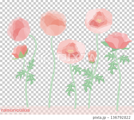 Ranunculus flower with individual petals, vector illustration 136792822