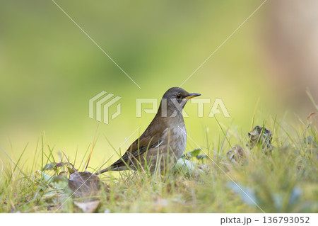 シロハラ 136793052