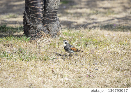 ツグミ 136793057