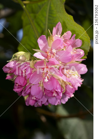 ドンベアウォリッキー 136793062