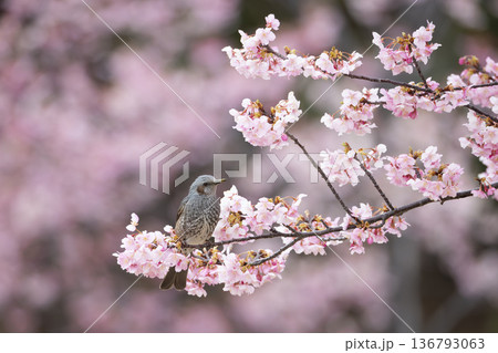 桜の花とヒヨドリ 桜の花とヒヨドリ 136793063