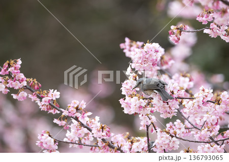 桜の花とヒヨドリ 136793065