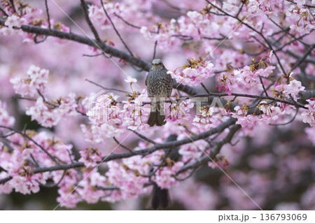 桜の花とヒヨドリ 桜の花とヒヨドリ 136793069