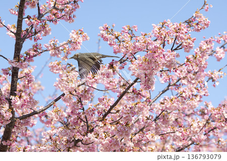 桜の花とヒヨドリ 桜の花とヒヨドリ 136793079