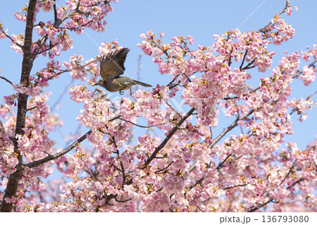 桜の花とヒヨドリ 桜の花とヒヨドリ 136793080