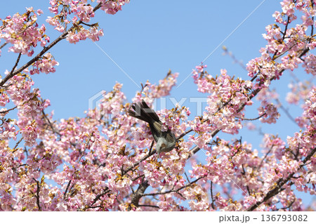 桜の花とヒヨドリ 136793082