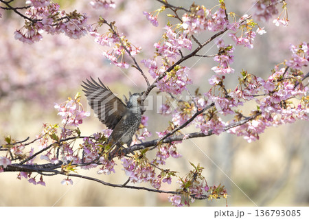 桜の花とヒヨドリ 136793085