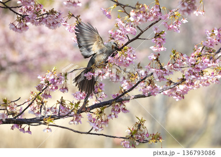 桜の花とヒヨドリ 136793086