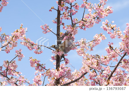 桜の花とヒヨドリ 桜の花とヒヨドリ 136793087