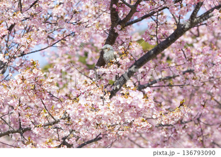 桜の花とヒヨドリ 136793090