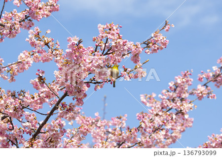 桜の花とメジロ 136793099