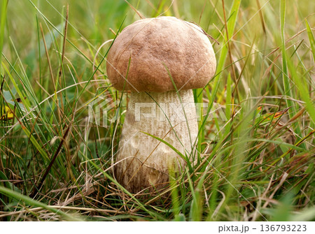 Small birch bolete (Scaber stalk / Leccinum scabrum) growing in forest grass 136793223