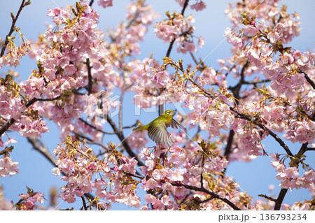 桜の花とメジロ 136793234