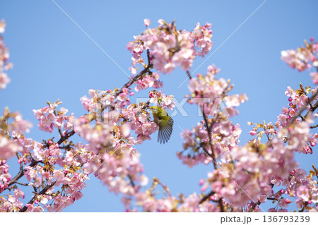 桜の花とメジロ 桜の花とメジロ 136793239