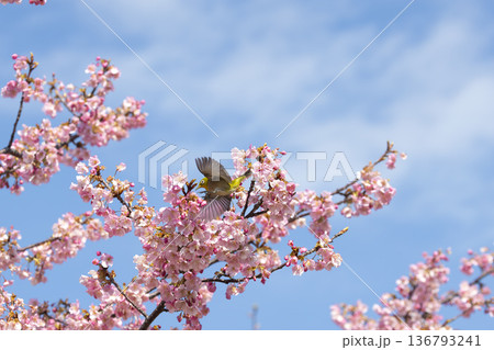 桜の花とメジロ 136793241