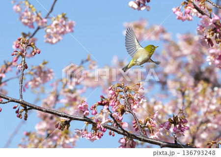桜の花とメジロ 桜の花とメジロ 136793248