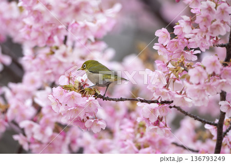 桜の花とメジロ 桜の花とメジロ 136793249