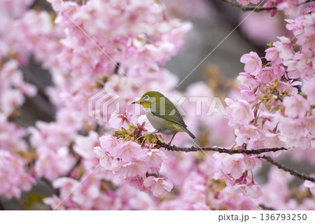 桜の花とメジロ 桜の花とメジロ 136793250