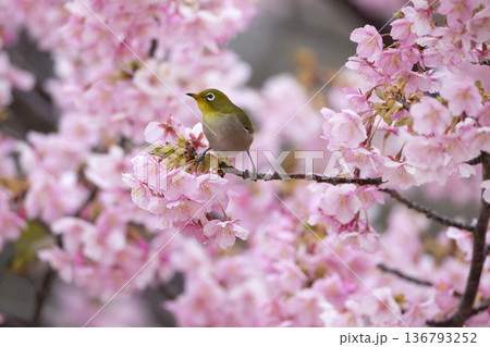 桜の花とメジロ 桜の花とメジロ 136793252