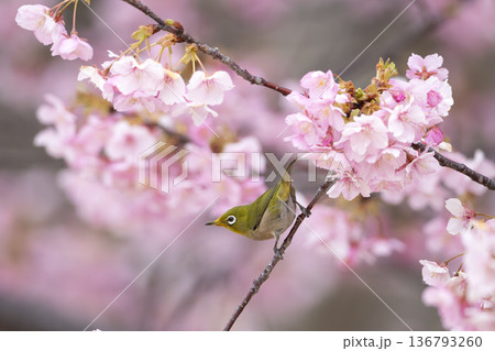 桜の花とメジロ 桜の花とメジロ 136793260
