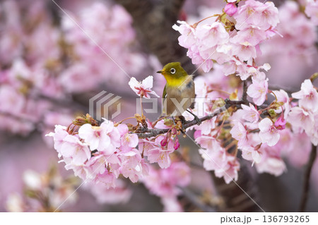 桜の花とメジロ 136793265