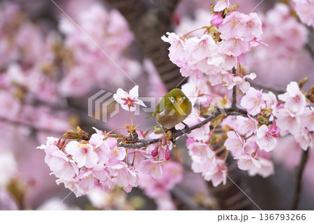 桜の花とメジロ 136793266