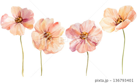 Spring flowers watercolor border with four peach pink blooms on long stems isolated on white horizontal banner Spring flowers watercolor border with four peach pink blooms on long stems isolated on white horizontal banner 136793401