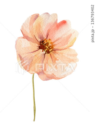 Peach poppy flower watercolor bloom on stem isolated, botanical for wedding invitations and floral prints 136793402