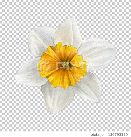 Watercolor illustration of white narcissus flower with yellow-orange center, shown from above on a white background. Soft botanical style. Good for prints, stationery, packaging, textiles, and decor 136793550