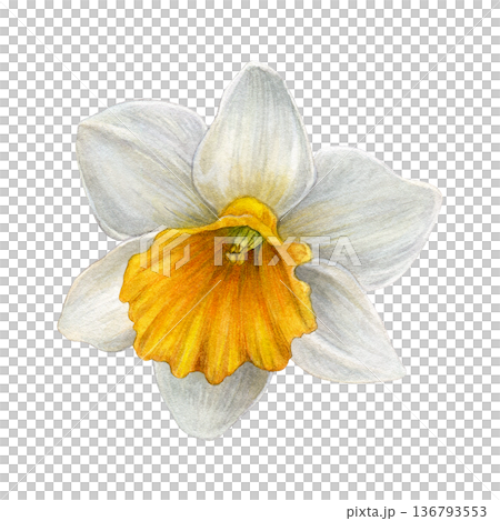Watercolor illustration of white narcissus flower with yellow-orange center, shown from above on a white background. Soft botanical style. Good for prints, stationery, packaging, textiles, and decor Watercolor illustration of white narcissus flower with yellow-orange center, shown from above on a white background. Soft botanical style. Good for prints, stationery, packaging, textiles, and decor 136793553