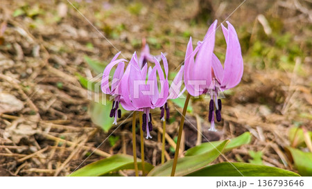 春の訪れを告げるカタクリの花 136793646