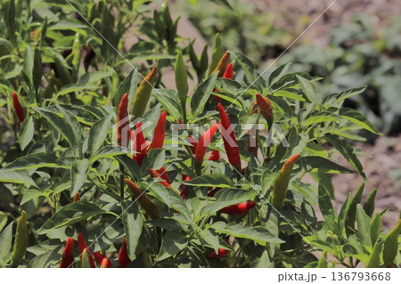 家庭菜園で実った鮮やかな赤唐辛子 136793668