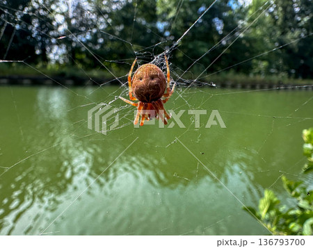 Midair spider on silk threads, Closeup of spider over tranquil pond 136793700