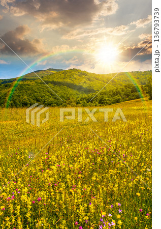 countryside mountain landscape during fine weather on summer sunset. grassy rural field with flowers near the forested hillside in evening light. wonderful place with blooming alpine flora countryside mountain landscape during fine weather on summer sunset. grassy rural field with flowers near the forested hillside in evening light. wonderful place with blooming alpine flora 136793739