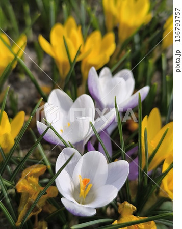 White, yellow crocus flowers bloomed in the garden in the springtime 136793757