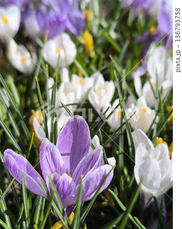 White, blue crocus flowers bloomed in the garden in the springtime White, blue crocus flowers bloomed in the garden in the springtime 136793758
