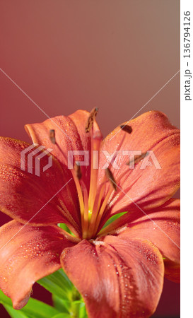Bright floral display. Dynamic studio shot of orange lily with glossy petals and stamen highlights 136794126