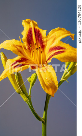 Striking orange flower with fiery color palette. Editorial style image of vibrant orange daylily Striking orange flower with fiery color palette. Editorial style image of vibrant orange daylily 136794129
