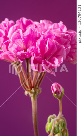 Bright geranium with buds blossoming. Vivid geranium featuring clustered buds and bold colors Bright geranium with buds blossoming. Vivid geranium featuring clustered buds and bold colors 136794131