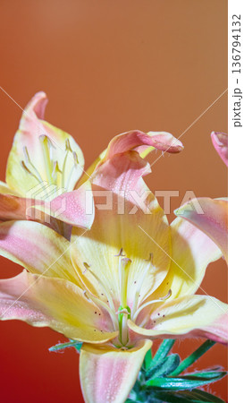 Studio shot features glow on pink lily. Vivid pink lily with glossy petals and dramatic lighting 136794132
